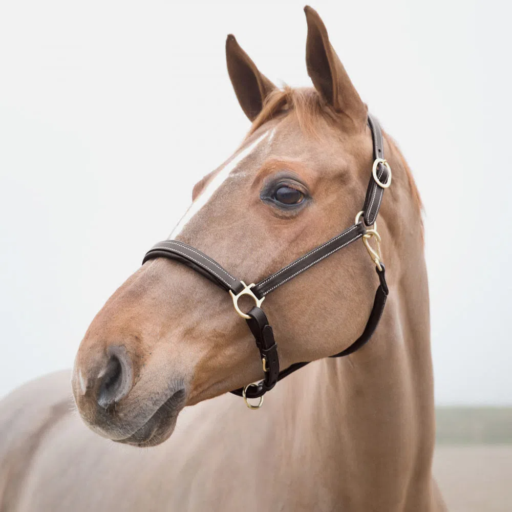 B Vertigo Evolve Leather Halter with Braided Accents