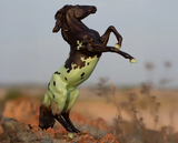 Breyer Mint Chip | Dessert Decerator Horse