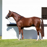 Equinavia Saga Double Bridle with Reins