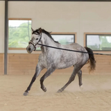 Equinavia Saga Lunge Line