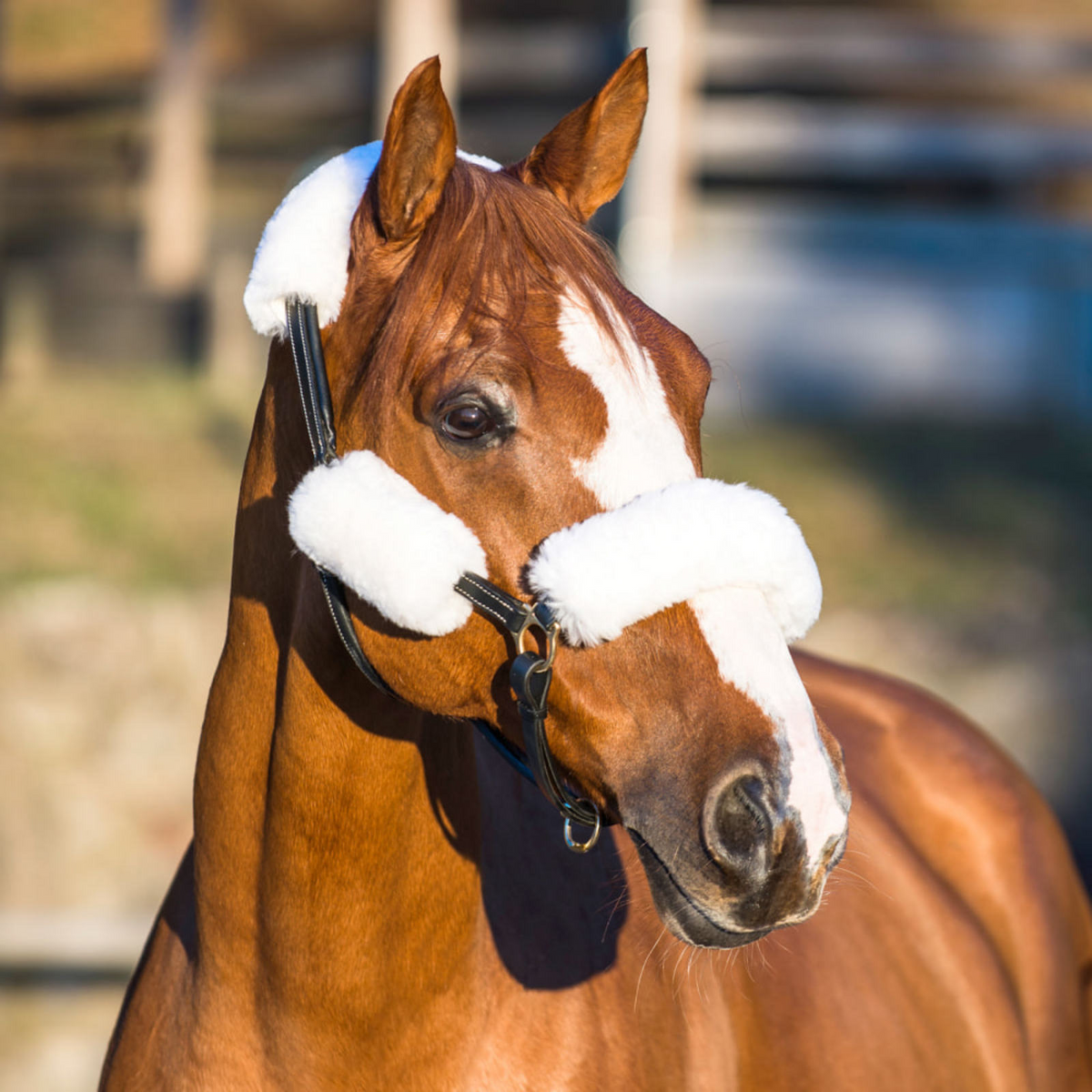 Halter Tube Horze Sheepskin Halter Tube Set – Equitique-USA