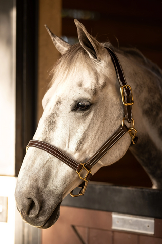 Huntley Equestrian Premium Tripple Stitched Leather Halter with Snap