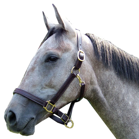 Intrepid International 1" Leather Track Halter with Solid Brass Hardware